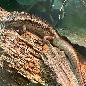 Three Kings skink (Oligosoma fallai)