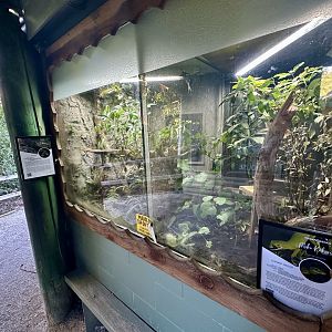 Tuatara/Elegant Gecko Exhibits