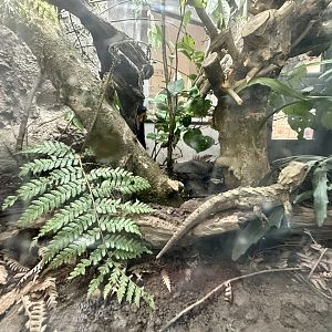 Tuatara Exhibit