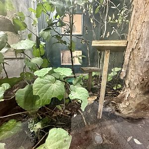 Elegant Gecko (Naultinus elegans)