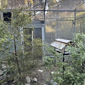 Antipodes Island Parakeet Aviary