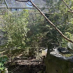Antipodes Island Parakeet Aviary