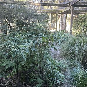 New Zealand Brown Teal Exhibit