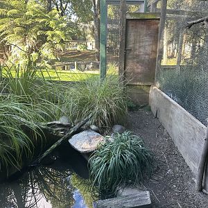 New Zealand Brown Teal Exhibit