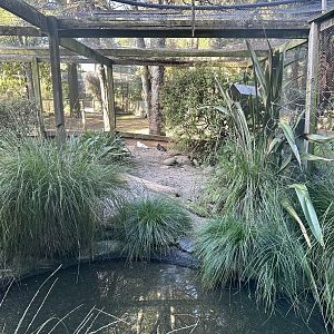 Variable Oystercatcher Exhibit