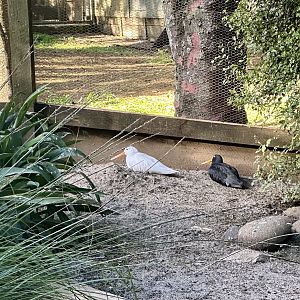 Variable oystercatcher (Haematopus unicolor)