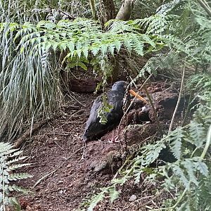 Variable oystercatcher (Haematopus unicolor)