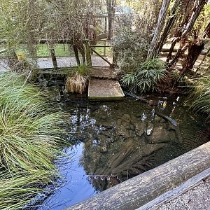 New Zealand Long-fin Eel Pond