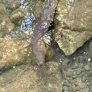 New Zealand long-fin eel (Anguilla dieffenbachii)