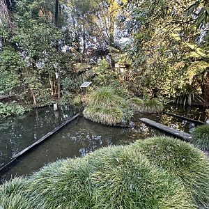New Zealand Long-fin Eel Pond