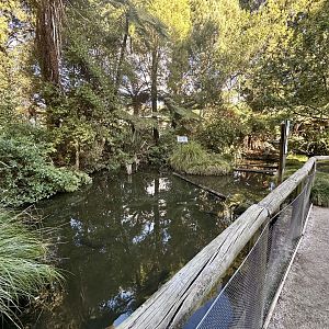 New Zealand Long-fin Eel Pond