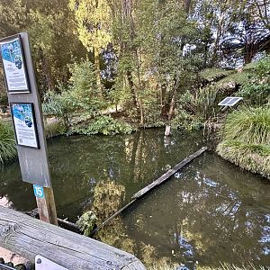 New Zealand Long-fin Eel Pond