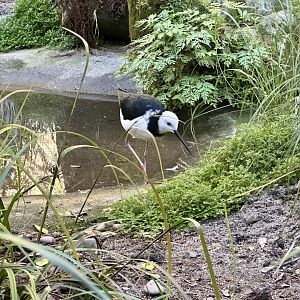 Pied stilt (Himantopus leucocephalus)