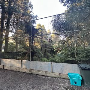 Tui/Blue Duck Aviary