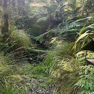 Tui/Blue Duck Aviary