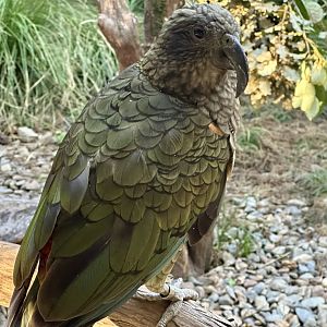Kea (Nestor notabilis)