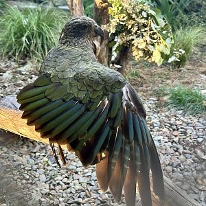 Kea (Nestor notabilis)
