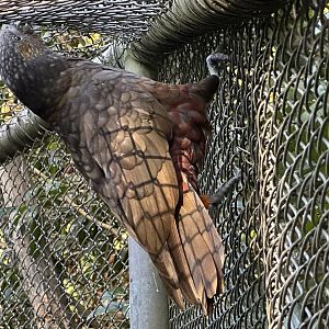 Kaka (Nestor meridionalis)