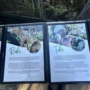 Kaka Profiles (Raki and Toki)