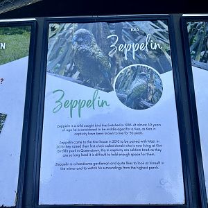 Kea Profile (Zeppelin)