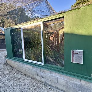Three Kings Skink Exhibit