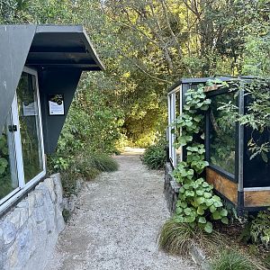 Northland Green Gecko/Forest Gecko Exhibits