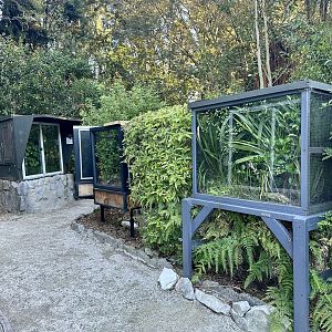 Northland Green Gecko/Forest Gecko Exhibits