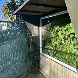 Forest Gecko Exhibit