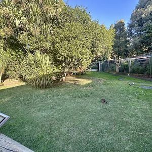 Australasian Bird Lawn