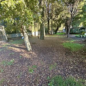 Australasian Bird Lawn