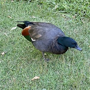 Paradise shelduck (Tadorna variegata)