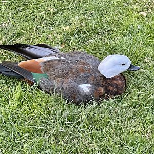 Paradise shelduck (Tadorna variegata)