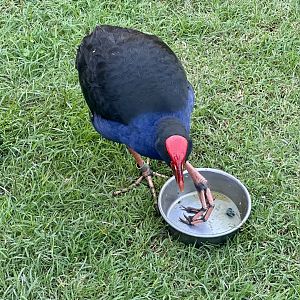 Pukeko (Porphyrio melanotus)