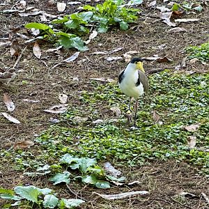 Spur-winged plover (Vanellus miles)