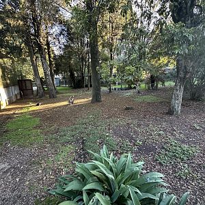 Australasian Bird Lawn