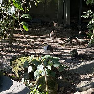 Eastern Bar-tailed Godwit/Spur-winged Plover Exhibit