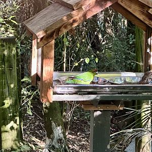 Freeflight Aviary - Feeding Station