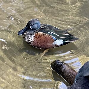 Australasian shoveler (Spatula rhynchotis)