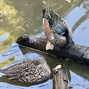 Australasian Shoveler/Grey Teal