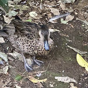 Grey teal (Anas gracilis)