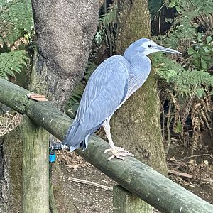 White faced heron (Egretta novaehollandiae)
