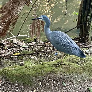 White-faced heron (Egretta novaehollandiae)