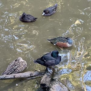 New Zealand Waterfowl
