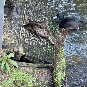 New Zealand Scaup/Grey Teal