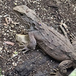 Tuatara (Sphenodon punctatus)