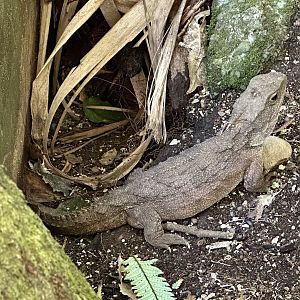 Tuatara (Sphenodon punctatus)