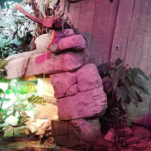 Exhibit for Cuvier's Dwarf Caiman 120425