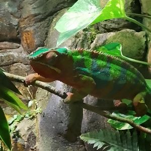 Panther Chameleon 120425