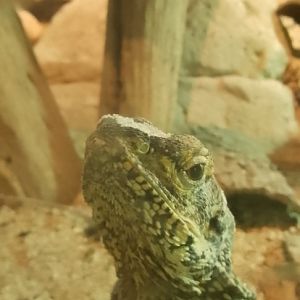 Frilled Lizard 120425