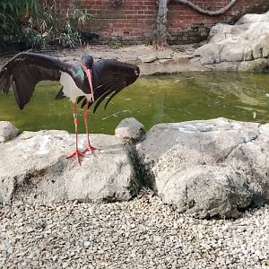 Black stork 120425